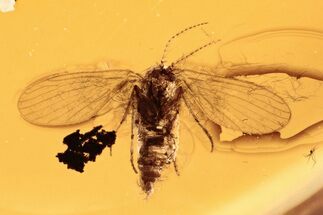 Fossil Moth Fly (Psychodidae) with Phoretic Mite in Baltic Amber #292476