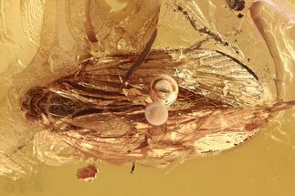Detailed Fossil Planthopper (Fulgoroidea) In Baltic Amber #292477