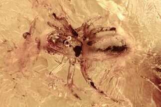 Detailed Fossil Spider (Araneae) In Baltic Amber #292494