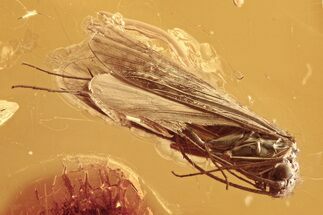 Detailed Fossil Caddisfly and Dance Fly In Baltic Amber #292497