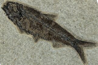 Detailed Fossil Fish (Knightia) - Wyoming #292545