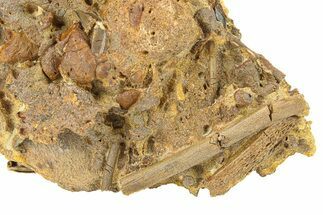 Fossil Hadrosaur Teeth, Bones, & Tendons in Sandstone - Wyoming #292565