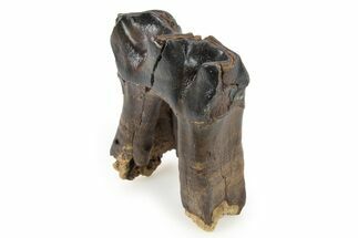 Fossil Woolly Rhino (Coelodonta) Tooth - Siberia #292599