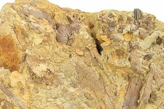 Hadrosaur Teeth with Bones & Tendons - Wyoming #292622