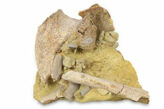 Fossil Dinosaur Bones & Tendons in Sandstone - Wyoming #292635