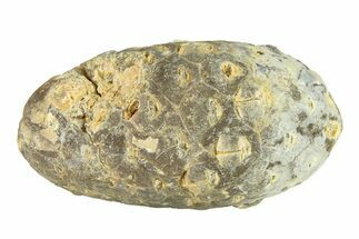 Fossil Seed Cone (Or Aggregate Fruit) - Morocco #288784