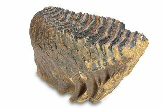 Fossil Woolly Mammoth Lower Molar - Siberia #292768
