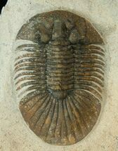 Bumpy Platyscutellum Trilobite With Axial Spines #17187