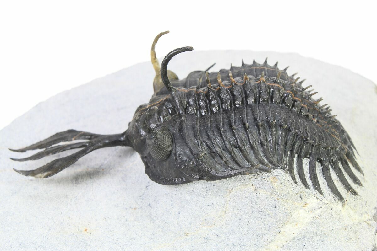 Short Trident Walliserops Trilobite - Timrzit, Morocco #316663