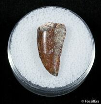 Beautiful Dromaeosaur Tooth From Morocco #2867