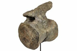 Fossil Camarasaurus Caudal Vertebra with Metal Stand - Colorado #335444