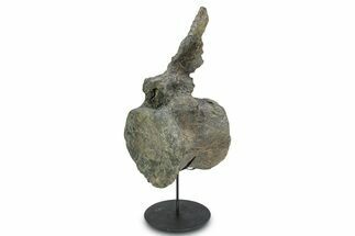 Fossil Sauropod Caudal Vertebra with Metal Stand - Colorado #335457
