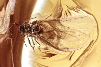 Detailed Fossil Winged Aphid (Aphidoidea) in Baltic Amber #335778