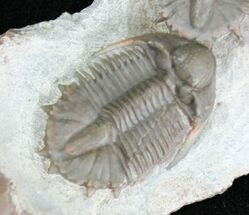 Double Basseiarges Trilobite - Jorf, Morocco #18577