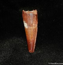 Inch Spinosaurus Tooth With Awesome Enamel #327