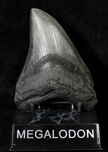 Curved Megalodon Tooth - South Carolina #19064