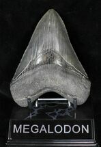 Beautiful, Serrated Megalodon Tooth #19441