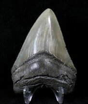 Serrated Megalodon Tooth - Savannah, Georgia #19606