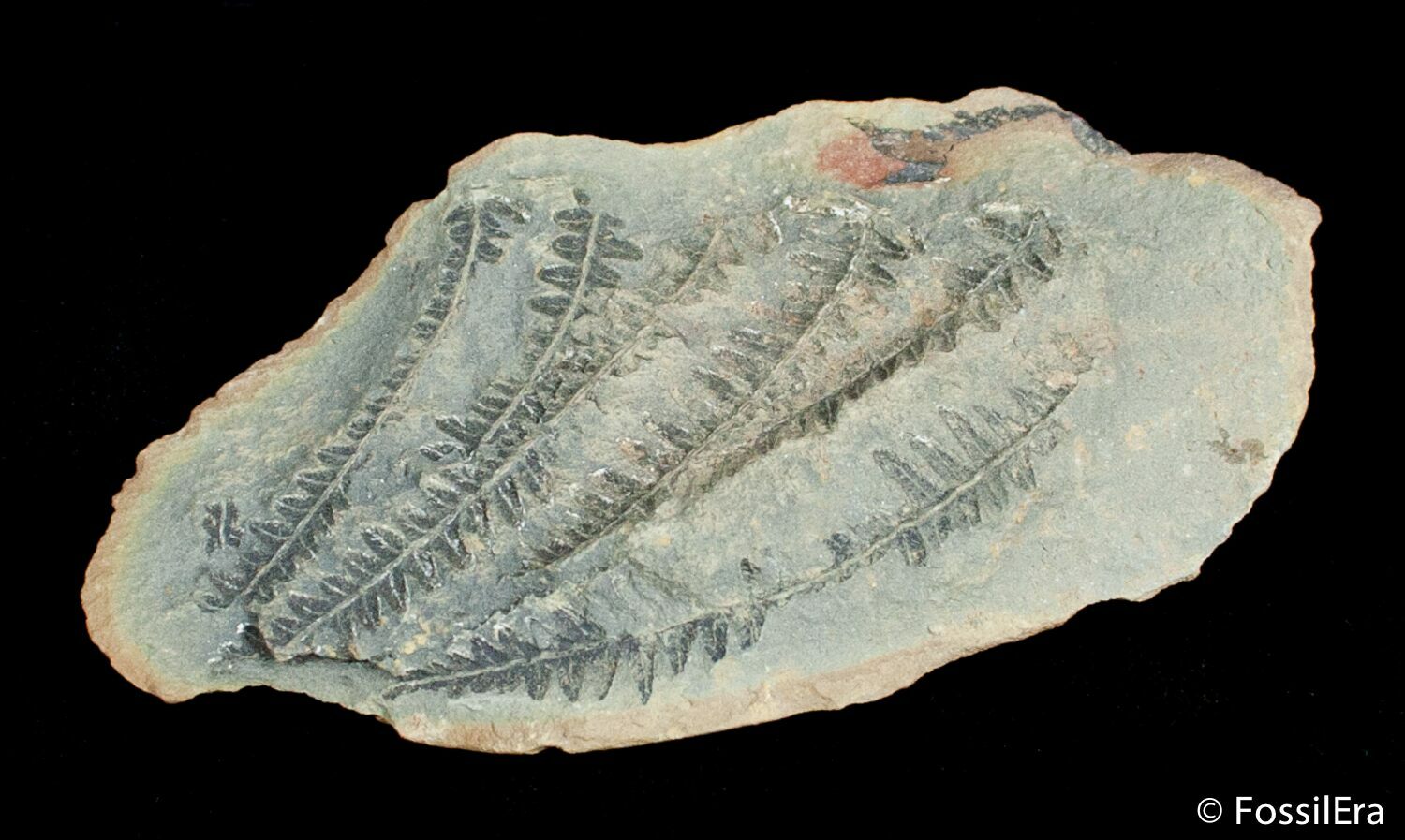 Fern Fossil From Mazon Creek Million Years Old For Sale