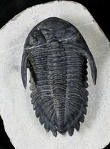 Hollardops Trilobite With Free-Standing Spines #19815
