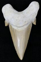 Well Preserved Otodus Shark Tooth Fossil #21737