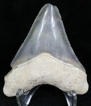 Serrated Calico Bone Valley Megalodon Tooth #22149