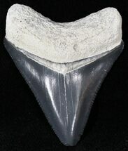 Dark Gray Serrated  Bone Valley Megalodon Tooth #22171