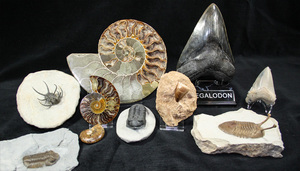 About FossilEra