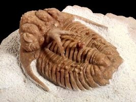 What is a Trilobite?