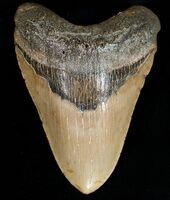 North Carolina State Fossil - Megalodon Shark Tooth