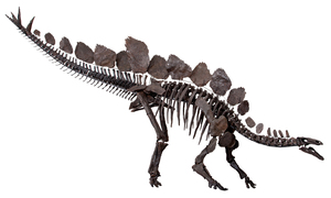 Colorado State Fossil - Stegosaurus