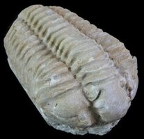 Wisconsin State Fossil - Trilobite (Calymene Celebra)