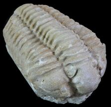 Wisconsin State Fossil - Trilobite (Calymene Celebra) For Sale