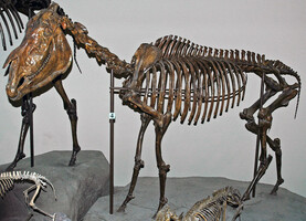 Idaho State Fossil - Hagerman Horse (Equus simplicidens)