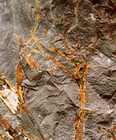 Maine State Fossil - Pertica Quadrifaria