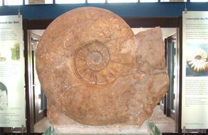 What Is The Largest Ammonite Ever Found? 