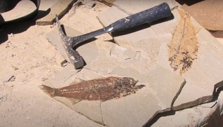 Where To Find Fossils?  Fossil Parks & Pay-Per-Dig Quarries For Sale