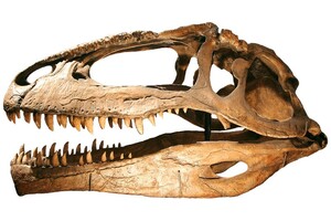 Giganotosaurus: Cretaceous Terror Of Argentina