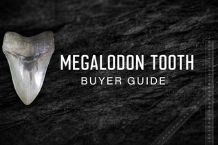 Megalodon Tooth Buyers Guide For Sale