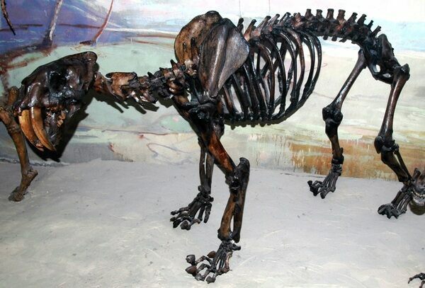 Esqueleto de Smilodon (Smilodon californicus) do La Brea Tar Pits em Los Angeles.  Foto de James St. John Licença Creative Commons