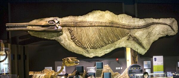 Nevada State Fossil - Ichthyosaur (Shonisaurus popularis) - FossilEra.com