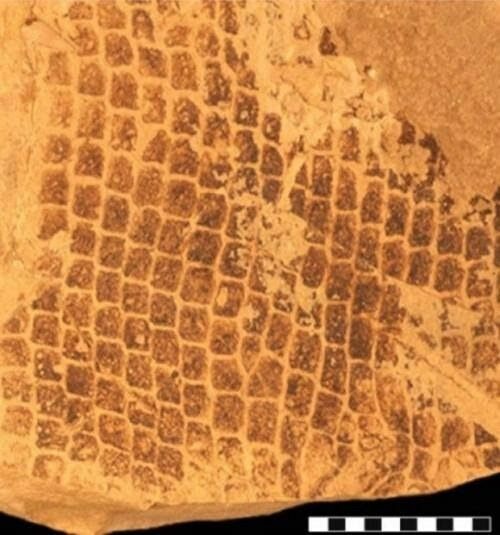 Escamas fósseis do espécime de mosassauro: SMU 76532 onde os melanossomas foram encontrados.  Eles indicam que o mosassauro tinha uma coloração escura, como um cachalote.  Imagem de Johan Lindgren (Lindgren et al., 2014).