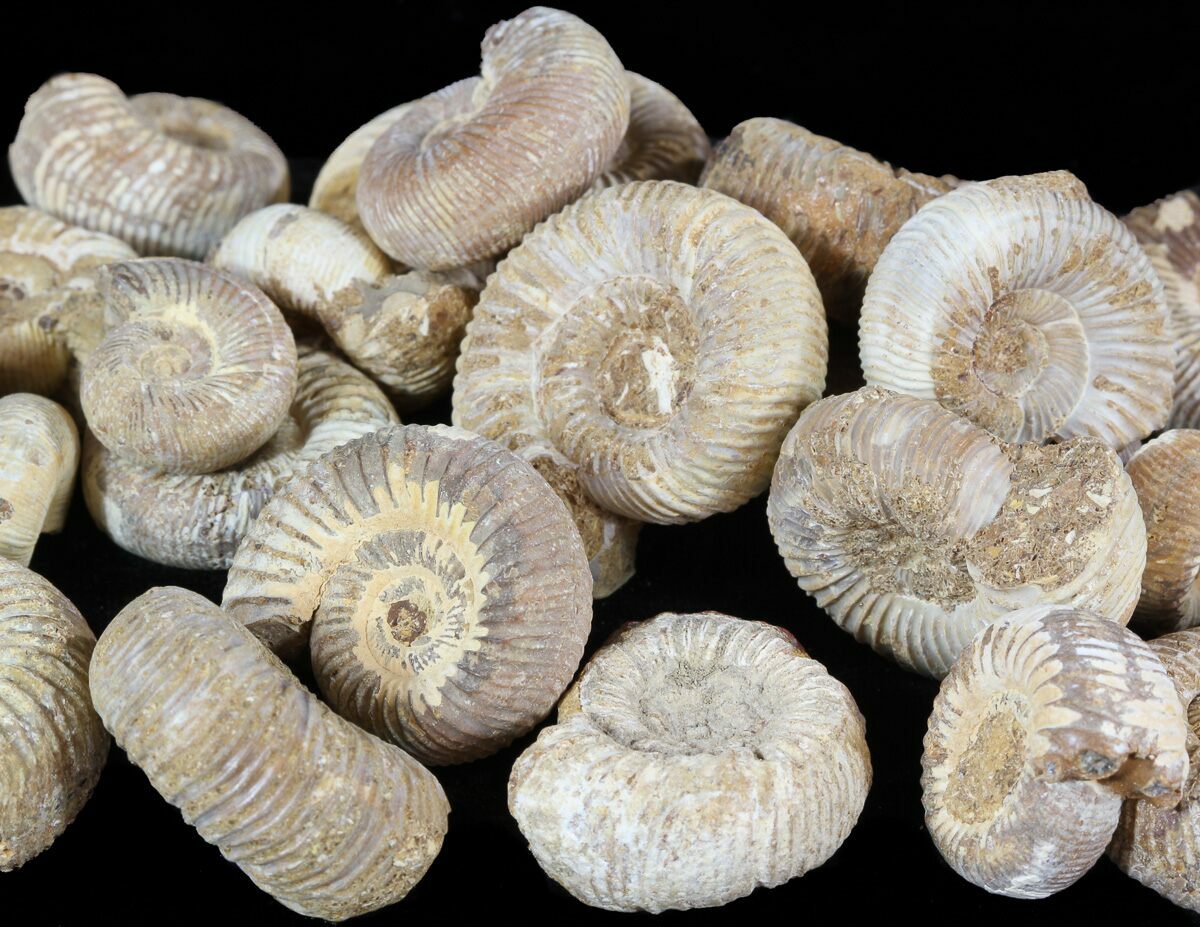 Bulk Small Perisphinctes Ammonite Fossils 25 Pack For Sale