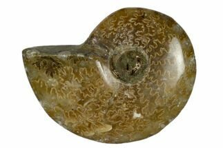 1 1/4 - 1 3/4" Polished Ammonite Fossils - Madagascar