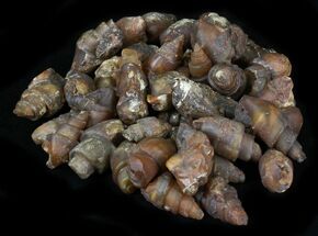 Small Agate Replaced Fossil Gastropods 
