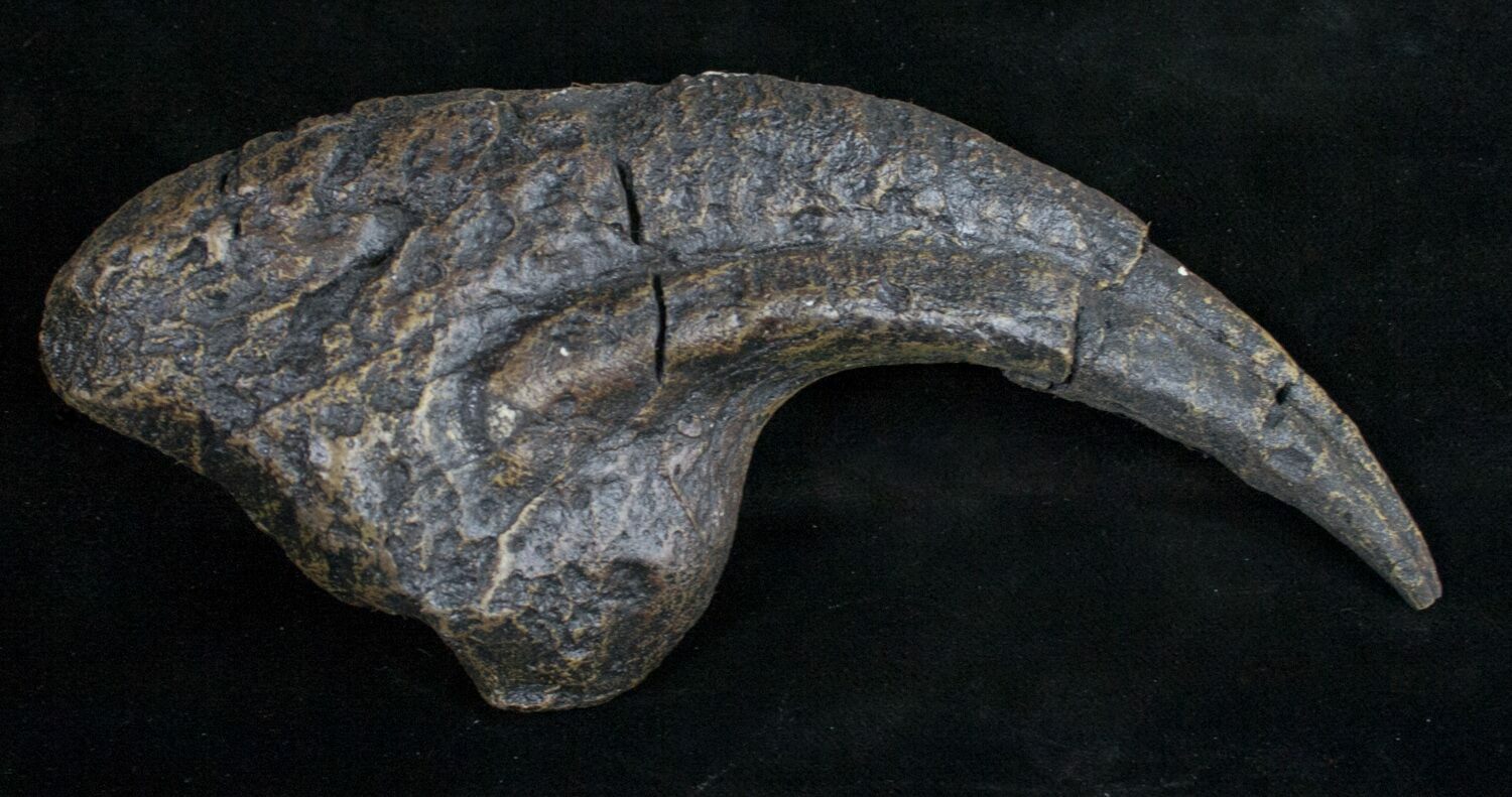 allosaurus claw for sale