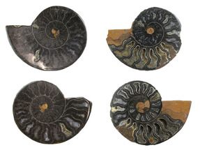 Black, Cut & Polished, Ammonite Fossils - 1 1/2 to 2" Size