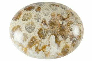 Fossil Coral Pocket Stones From Indonesia - 1.8" Size