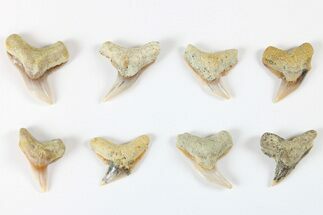 1" Fossil Long-Toothed Tiger Shark (Physogaleus) Teeth - Bakersfield, CA