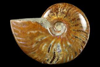 2 to 2 1/2" Flashy, Red Iridescent Ammonite Fossil